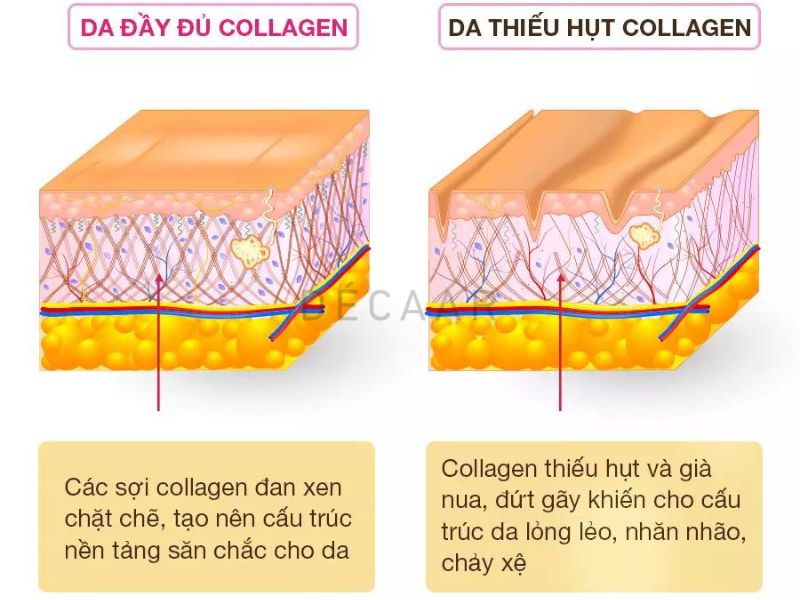 collagen và elastin có vai trò gì trong da